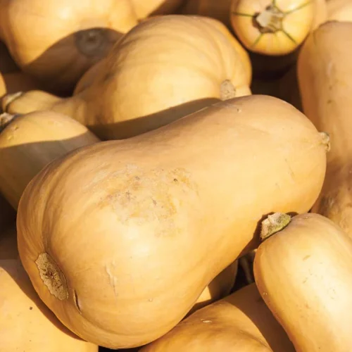 Butternut