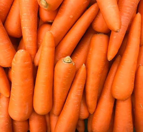 Fresh Carrots
