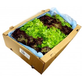 Rainbow Lettuce Mix Box ±3.5kg